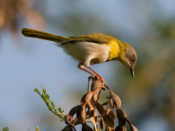 Yellow-breasted apalis (Apalis flavida)